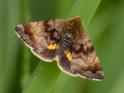 Panemeria tenebrata (Small Yellow Underwing).jpg